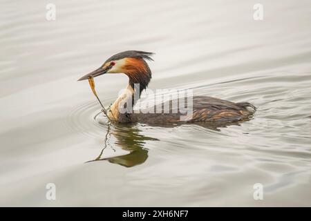 Ottimo grebe crestato con materiale di nidificazione nel becco vicino a un lago Foto Stock