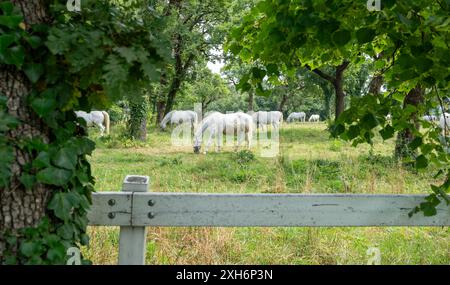Cavalli bianchi su un prato con molti alberi. Foto Stock