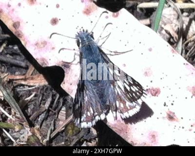 Common Checkered-Skipper (Burnsius communis) McLaren Park, San Francisco Foto Stock