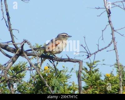 Tchagra con corona marrone (Tchagra australis) Vaal Reef: Black Hills a Vaal Reefs Foto Stock