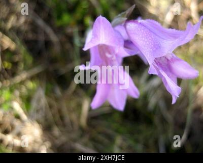 Riserva naturale Blue Afrikaner (Gladiolus carinatus) Goukamma Foto Stock