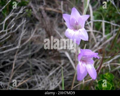 Riserva naturale Blue Afrikaner (Gladiolus carinatus) Goukamma Foto Stock