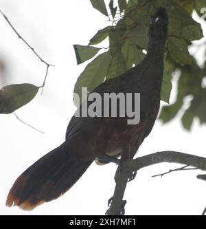 Chachalaca (Ortalis wagleri) Sayulita Foto Stock