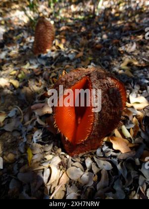 Milkbush Jackalskos (Hydnora africana), min Water: Min Water in the Little Karoo Foto Stock