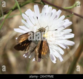 Umber Skipper (Lon melane) Temescal Gateway Park, Santa Monica Mountains National Recreation area, Los Angeles County, US-CA, US Foto Stock