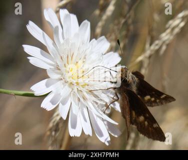 Umber Skipper (Lon melane) Temescal Gateway Park, Santa Monica Mountains National Recreation area, Los Angeles County, US-CA, US Foto Stock