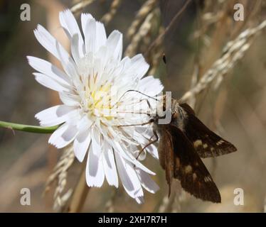 Umber Skipper (Lon melane) Temescal Gateway Park, Santa Monica Mountains National Recreation area, Los Angeles County, US-CA, US Foto Stock