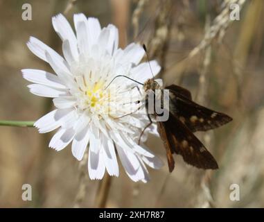 Umber Skipper (Lon melane) Temescal Gateway Park, Santa Monica Mountains National Recreation area, Los Angeles County, US-CA, US Foto Stock