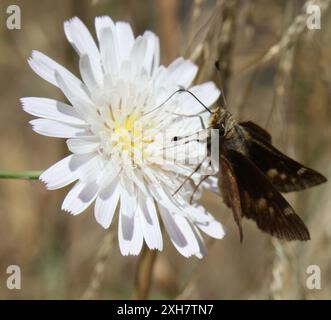 Umber Skipper (Lon melane) Temescal Gateway Park, Santa Monica Mountains National Recreation area, Los Angeles County, US-CA, US Foto Stock