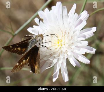 Umber Skipper (Lon melane) Temescal Gateway Park, Santa Monica Mountains National Recreation area, Los Angeles County, US-CA, US Foto Stock