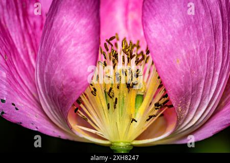 Papaveri da oppio rosa su un campo Foto Stock