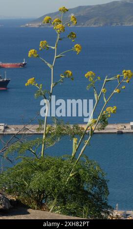 Finocchio gigante di Tangeri (Ferula tingitana) Gibilterra, Gibilterra Foto Stock