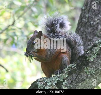 Sciurus aureogaster (Sciurus aureogaster) 19,2923705425 -99,2066759167 Foto Stock