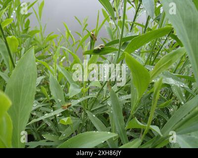 FOTOCAMERA DIGITALE Cope's Gray Treefrog (Hyla chrysoscelis) OLYMPUS, Camp Brewster, Bellevue, Nebraska Foto Stock