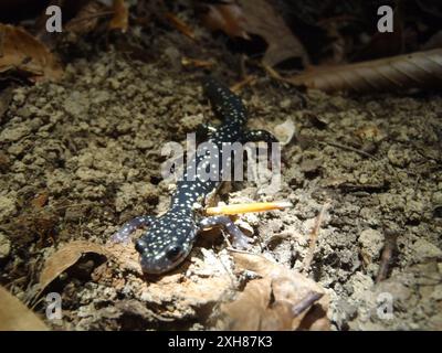 FOTOCAMERA DIGITALE OLYMPUS Northern Slimy Salamander (Plethodon glutinosus), Shanty Hollow Lake, Warren County, Kentucky Foto Stock