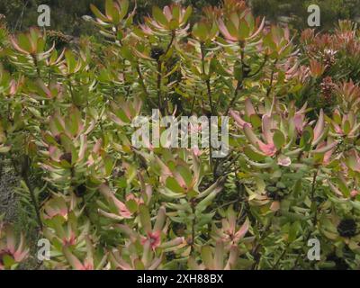 Conebush piccante (Leucadendron tinctum) Lentelus sul lato settentrionale del Langeberg Foto Stock