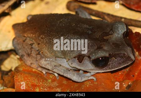 Rana da lettiera di pianura (Leptobrachium abbotti) Danum Valley Foto Stock