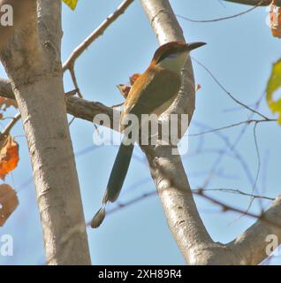 Motmot (Momotus mexicanus) coronato da russet Xochicalco Foto Stock