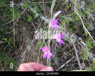 Blue Afrikaner (Gladiolus carinatus) riserva delle dune di Molerat Foto Stock