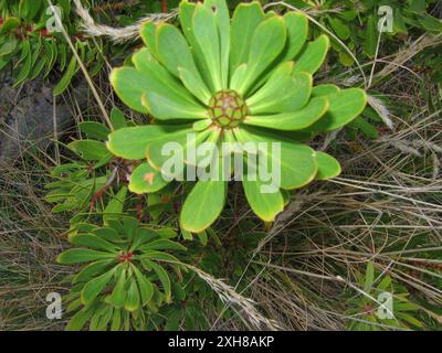 Lanceleaf Sugarbush (Protea lanceolata) , Sentiero di St Baize: Sentiero di St Blaize da Mossel Bay a Dana Bay a circa 4 km dal faro Foto Stock