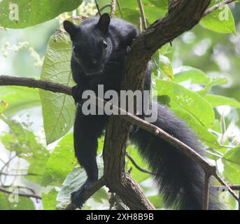 Sciurus aureogaster (Sciurus aureogaster) 19,2923705425 -99,2066759167 Foto Stock