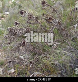 Conebush piccante (Leucadendron tinctum) De Hoek Circuit Groot Swartberg Foto Stock