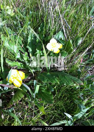 Sun Cup (Taraxia ovata) , Monte San Bruno Foto Stock