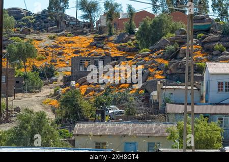 Nababeep, Sud Africa - 6 settembre 2007: Una casa danneggiata da un incendio a Nabeep su un pendio ricoperto di fiori selvatici arancioni Foto Stock