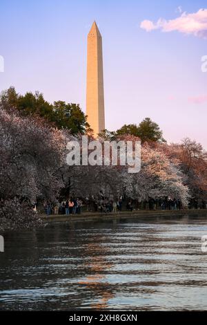 Washington, DC - 20 marzo 2024: Tramonto al bacino delle maree durante la stagione dei fiori di ciliegio, con il Washington Monument Foto Stock