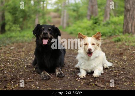 Ritratto di un grande cane nero e di un cane leggero più piccolo nella foresta. Si stendono insieme lungo la strada. Foto Stock