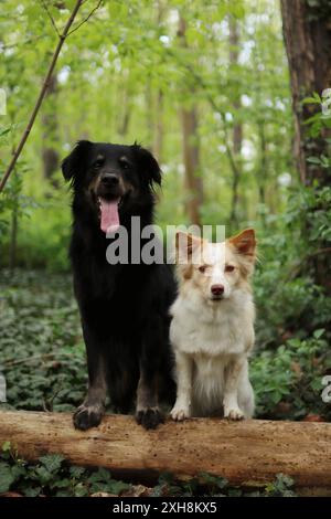 Ritratto di un grande cane nero e di un cane leggero più piccolo nella foresta. Stanno insieme nella filiale. Foto Stock