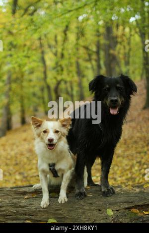 Ritratto di un grande cane nero e di un cane leggero più piccolo nella foresta. Sono così divertenti. Foto Stock