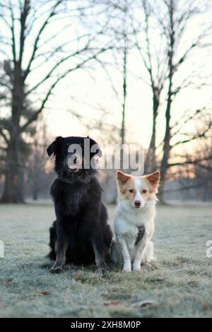 Ritratto di un grande cane nero e di un piccolo cane leggero nel parco. Si siedono insieme sul campo al tramonto. Foto Stock