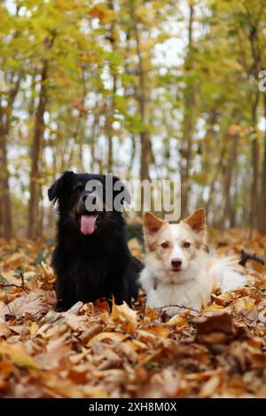 Ritratto di un grande cane nero e di un cane leggero più piccolo nella foresta. Si stendono insieme nelle foglie. Foto Stock