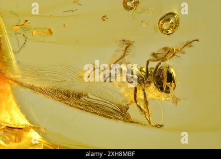 Formica preistorica in ambra baltica di 40 m di età (lunghezza c5mm) Foto Stock