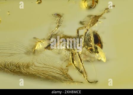Formica preistorica in ambra baltica di 40 m di età (lunghezza c5mm) Foto Stock