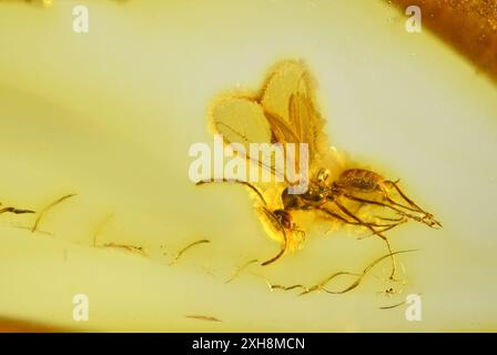 Formica alata preistorica in ambra baltica di 40 anni Foto Stock