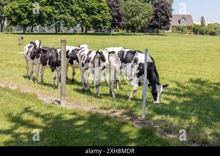 Holstein-Friesiana mangia giovani vacche maschi che si nutrono di erba in Una fattoria Paddock, Ontario, Canada Foto Stock