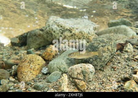 Frittura di salmone di Coho in un ruscello nella Columbia Britannica meridionale, Canada. Foto Stock