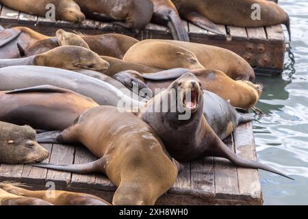 California Sea Lions al Molo 39 di San Francisco Foto Stock