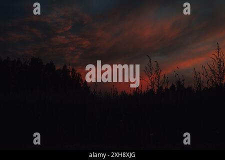 Cielo arancione, come nuvole di enormi piume. Una vista notturna del cielo che può lanciare un incantesimo, con lame d'erba nella sera oscura. Foto Stock