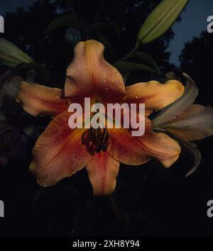 Delizioso giglio d'arancia con grandi fiori, sorride di sera. Gocce d'acqua ancora giocate sulle foglie del fiore, rinfrescando la bellezza Foto Stock