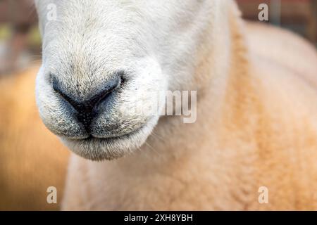 Primo piano di naso di pecora bianca, Cheviot della campagna settentrionale, vista frontale, all'aperto in estate, Eglwysbach, galles del Nord, Regno Unito Galles, Regno Unito. bestiame, fattoria, agricoltore Foto Stock