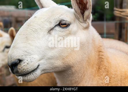 Ritratto della testa di pecora bianca, North Country Cheviot in un'azienda agricola, Outdoors in Summer, Eglwysbach, North wales, UK Wales, REGNO UNITO Foto Stock