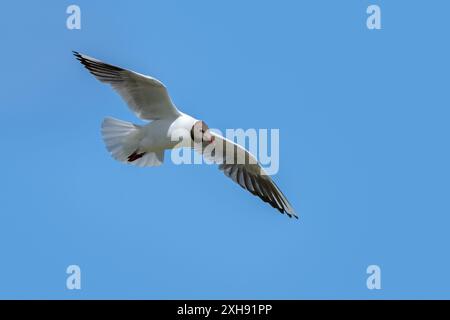 Gabbiano dalla testa nera (Chroicocephalus ridibundus / Larus ridibundus) uccello adulto in piumaggio che vola contro il cielo blu in estate Foto Stock