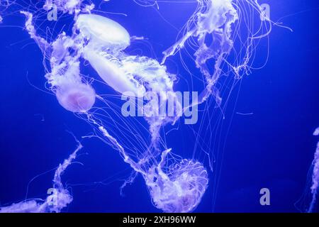 Gruppo di meduse di ortica marina che nuotano all'acquario Foto Stock