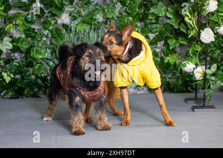 Ci sono due cani in piedi insieme, uno di loro indossa una giacca gialla Foto Stock