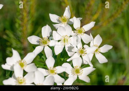 Bellissimi fiori bianchi di Anemonastrum narcissiflorum sulle montagne. il narciso anemone. anemone fiorito di narciso. Foto Stock