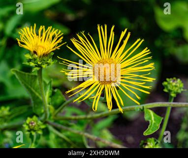 Enula, cavalli da guarire o Marchalan (Inula helenium), pianta medicinale Foto Stock