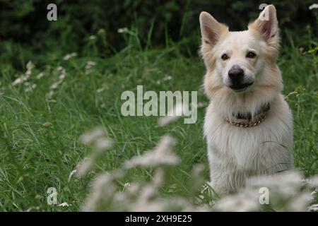 White Swiss Shepherd e Australian Shepherd si mescolano seduti tra fiori con labbro superiore catturato sui denti Foto Stock